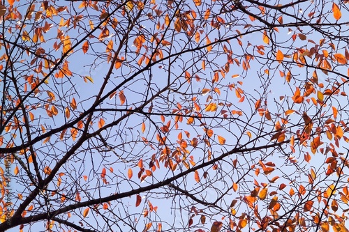 autumn leaves against blue sky