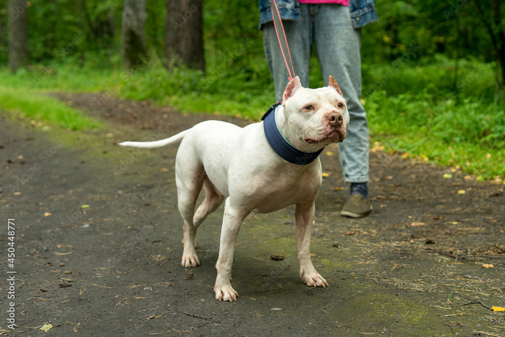 A kind white American pit bull terrier