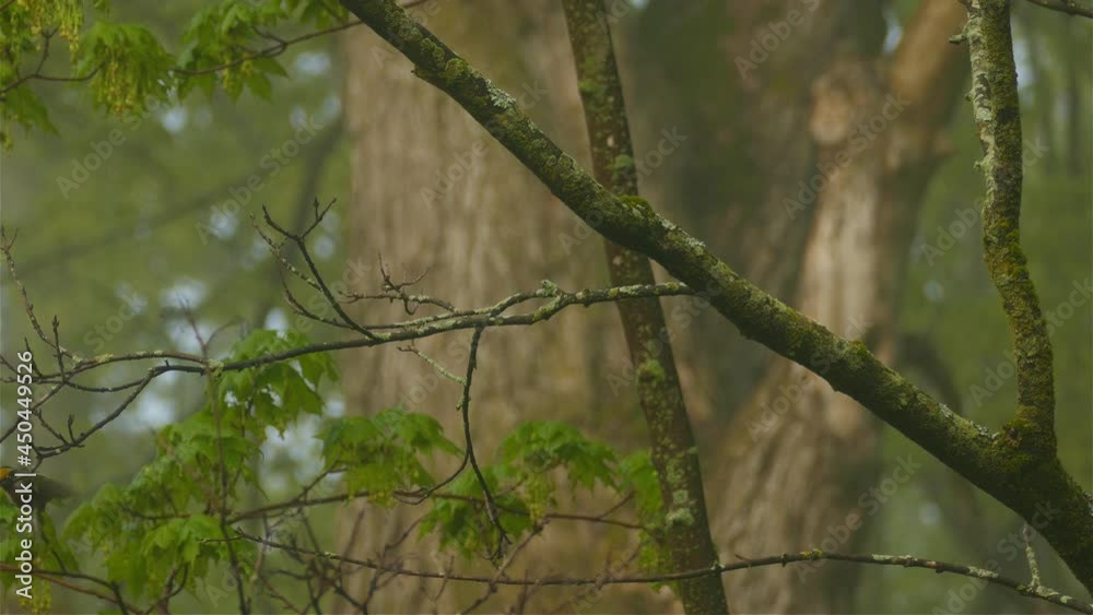 A tiny brown bird flying off a tree branch. A tiny brown bird flying off a tree branch.