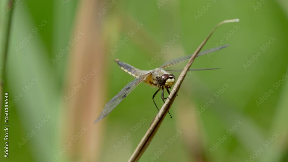 Close up shot of dragonfly on culm of water plant on lake in summer,species Close up shot of dragonfly on culm of water plant on lake in summer,species