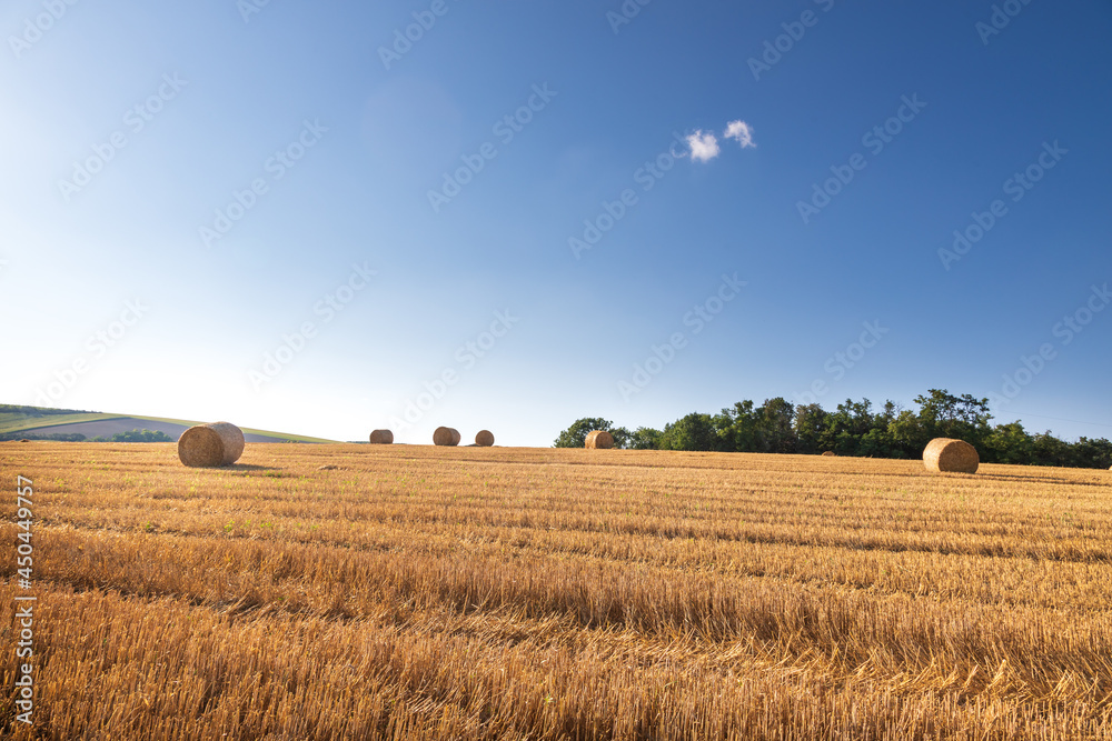 Fototapeta premium Landscape of a field on which are bales of straw after harvesting grain.