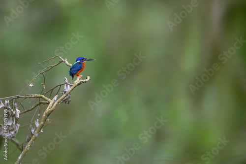 Blue eared Kingfisher on green background