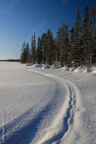 Wallpaper Mural the edge of the forest, a snowy space, a snow-covered sledge path Torontodigital.ca