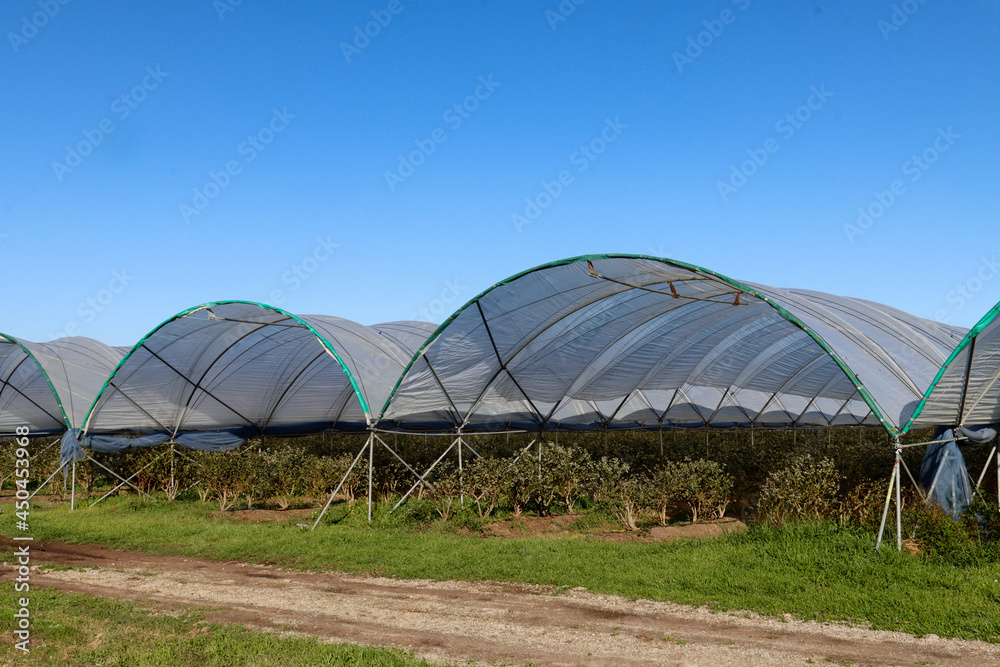 Blueberries growing in tunnels near George South Africa Blueberries growing in tunnels near George South Africa