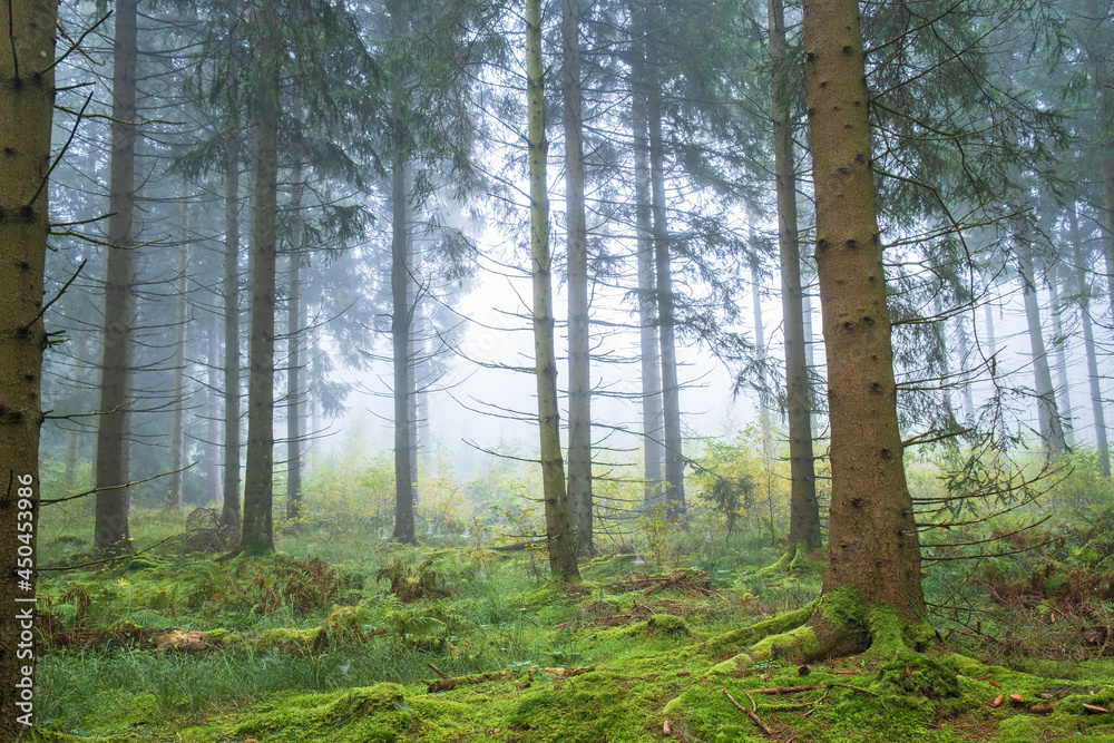Fototapeta premium Misty morning in the spruce woodland