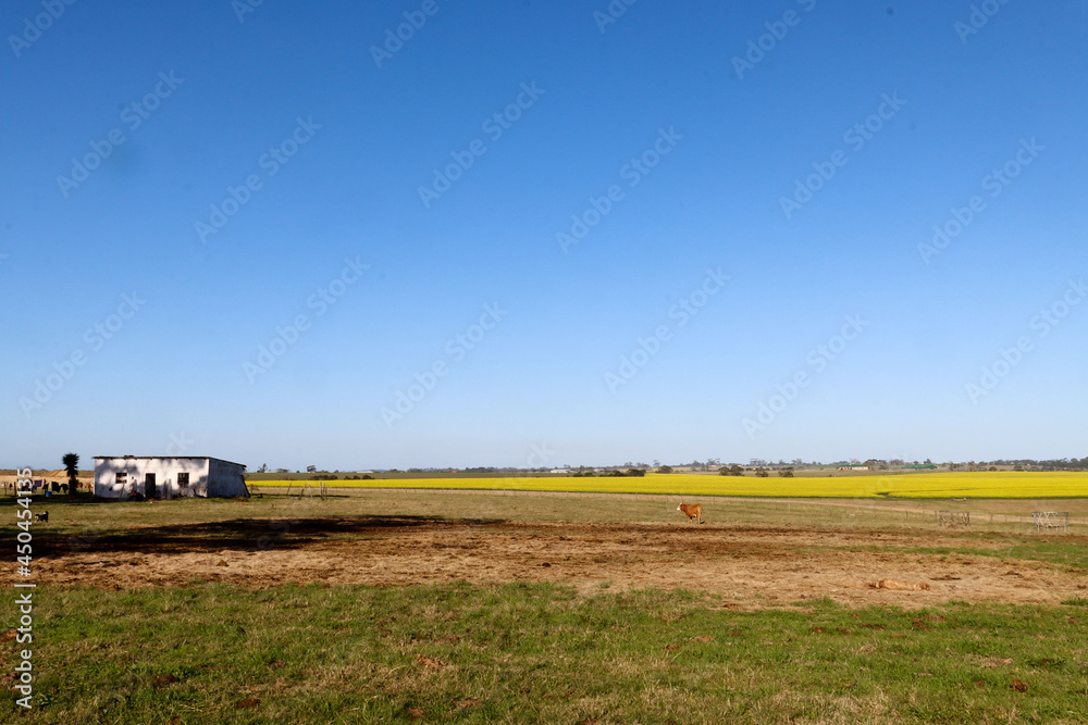 Canola field in rural area near George South Africa