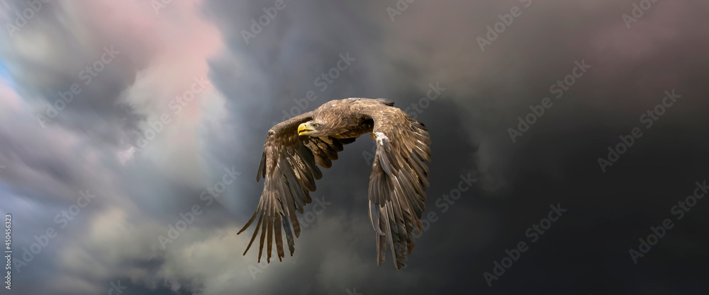 Fototapeta premium European sea eagle flying in an impressive blue sky with veil clouds. Bird of prey in flight. Flying birds of prey during a hunt. Social media, web banner of cover