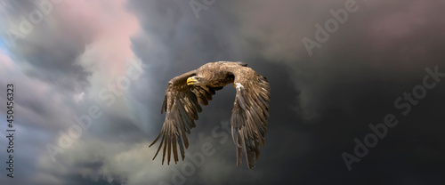 European sea eagle flying in an impressive blue sky with veil clouds. Bird of prey in flight. Flying birds of prey during a hunt. Social media, web banner of cover