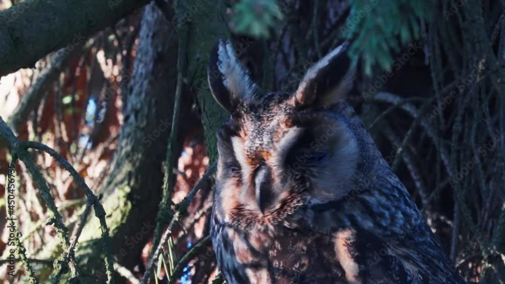 Close Up of Eurasian Eagle Owl on Tree Branch Resting on Sunlight Close Up of Eurasian Eagle Owl on Tree Branch Resting on Sunlight