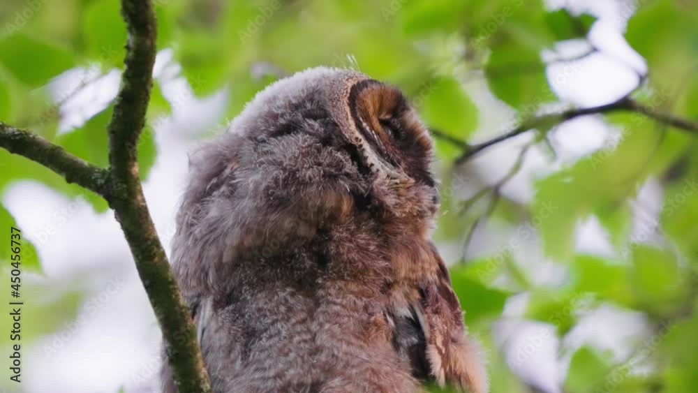 Closeup of fluffy, peaceful owl, perched on branch, falling asleep, rotating head toward camera Closeup of fluffy, peaceful owl, perched on branch, falling asleep, rotating head toward camera