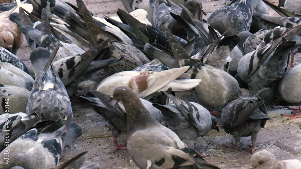 Group of pigeons eating in a park. Group of pigeons eating in a park.