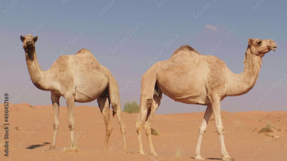 Medium shot of two camels standing in desert of Dubai during sunny day with blue sky in background Medium shot of two camels standing in desert of Dubai during sunny day with blue sky in background