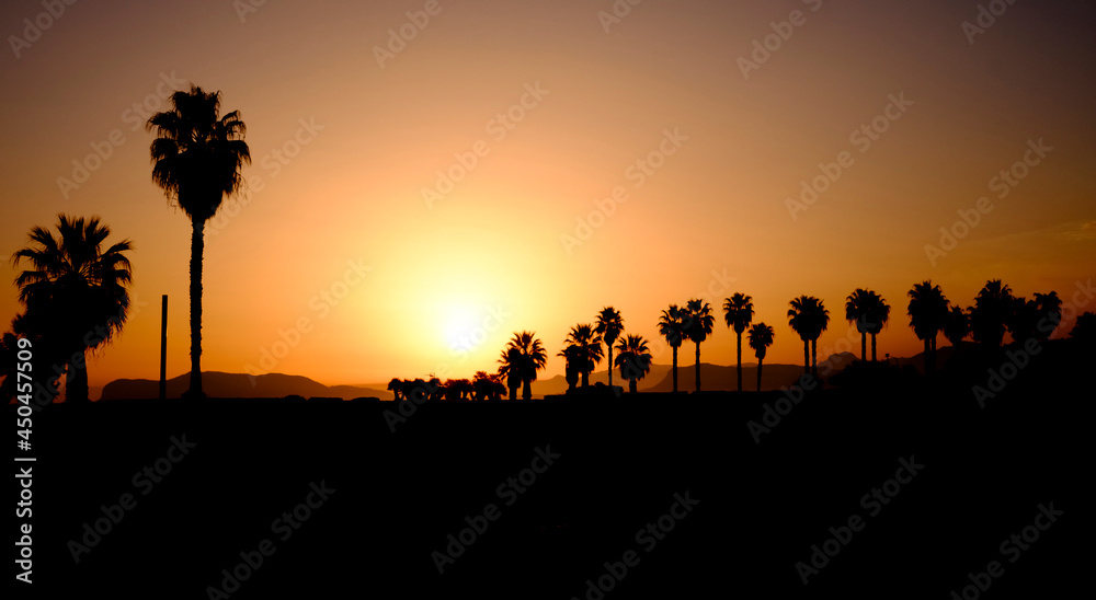Silhouette of palms in the sunset