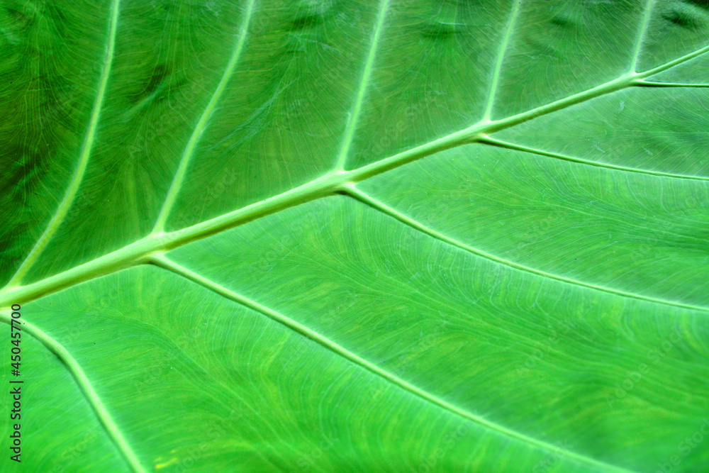 green leaf texture close up of green leaf green leaf texture close up of green leaf
