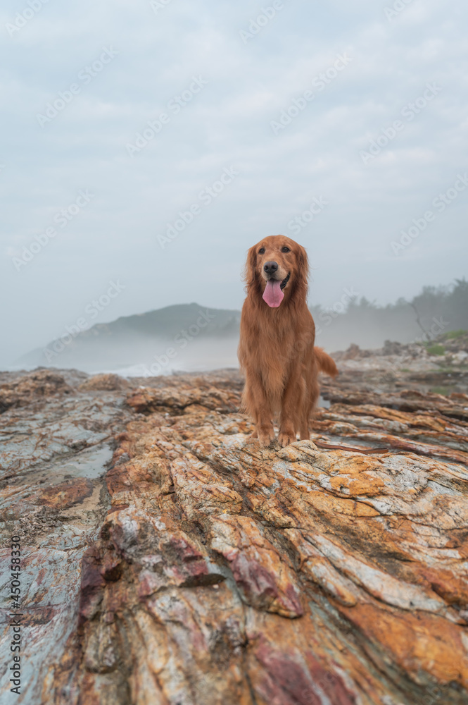 Golden Retriever standing on the rock by the sea