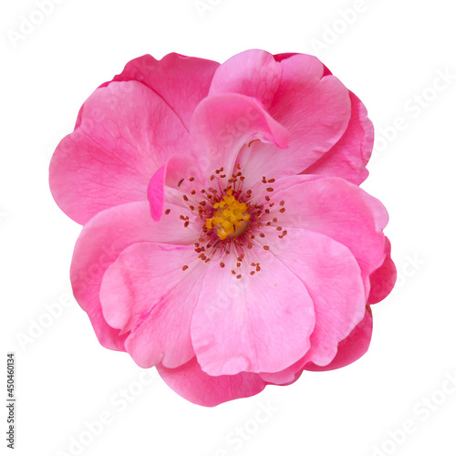 tea pink rose on white isolated background. Top view