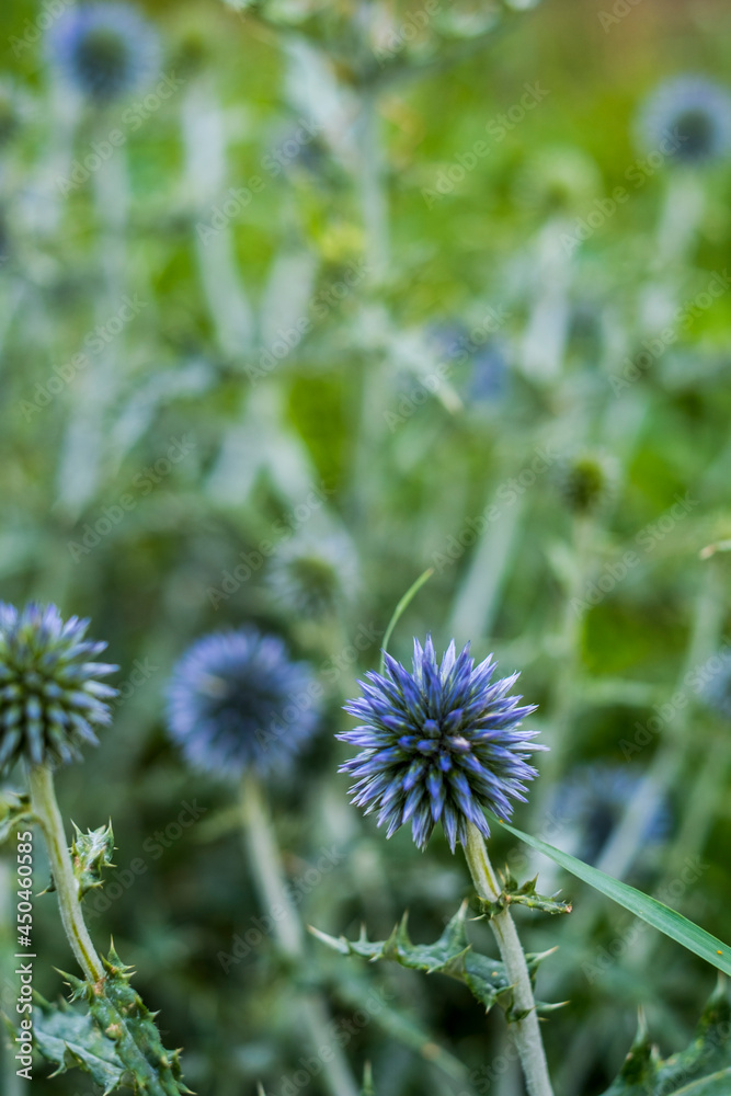 Close up of purple flower in green grass nature field - spring and outdoor natural floreal concept - vertical composition and defocused background Close up of purple flower in green grass nature field - spring and outdoor natural floreal concept - vertical composition and defocused background