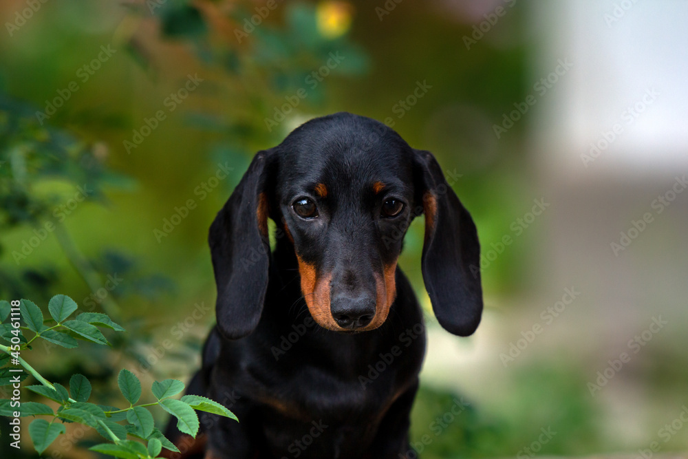 Black and tan dachshund puppy on natural background