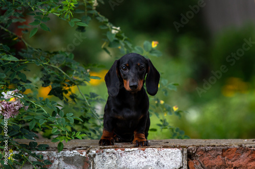 Black and tan dachshund puppy on natural background
