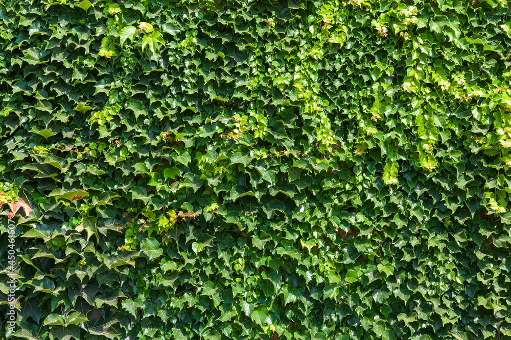 Green wall background made from natural wild grapes. Green background made of leaves of maiden grapes. Green wall background made from natural wild grapes. Green background made of leaves of maiden grapes.