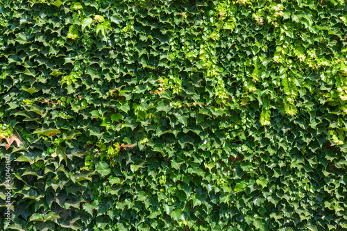 Green wall background made from natural wild grapes. Green background made of leaves of maiden grapes.