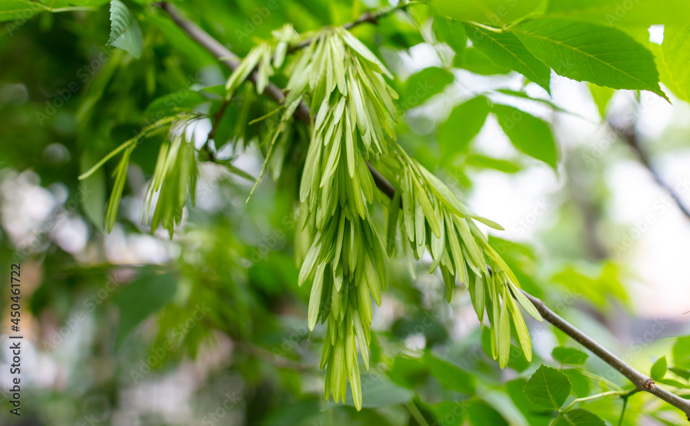 Green branches with seeds on a tree Green branches with seeds on a tree