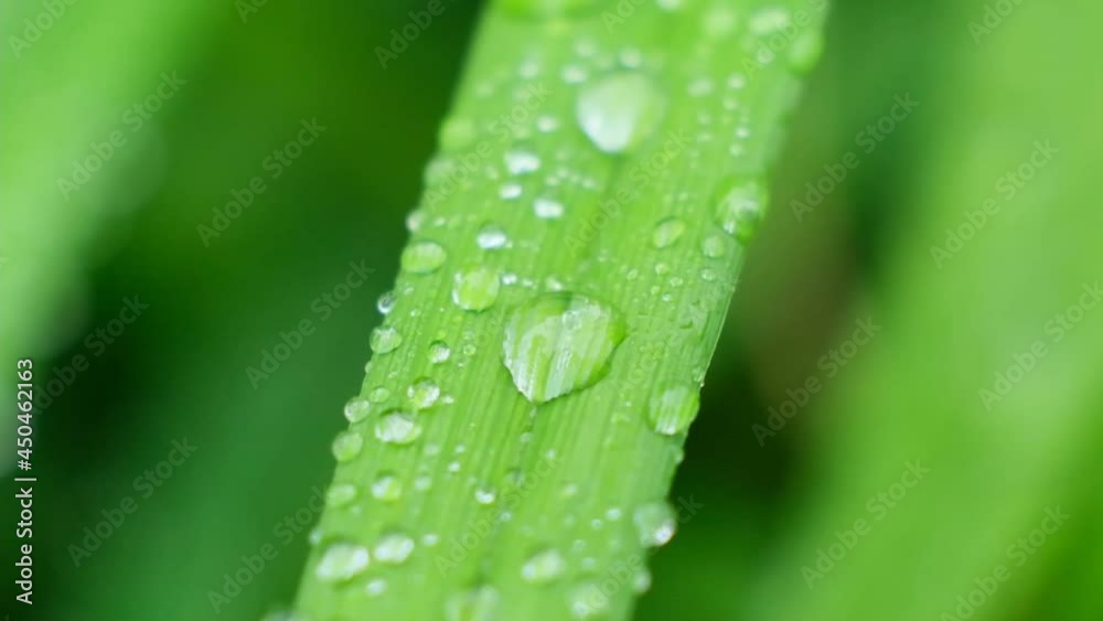 Slow Motion Shot of Droplet Falling from Fresh transparent dew. Morning diffuse lighting. Macro mode. Slow Motion Shot of Droplet Falling from Fresh transparent dew. Morning diffuse lighting. Macro mode.