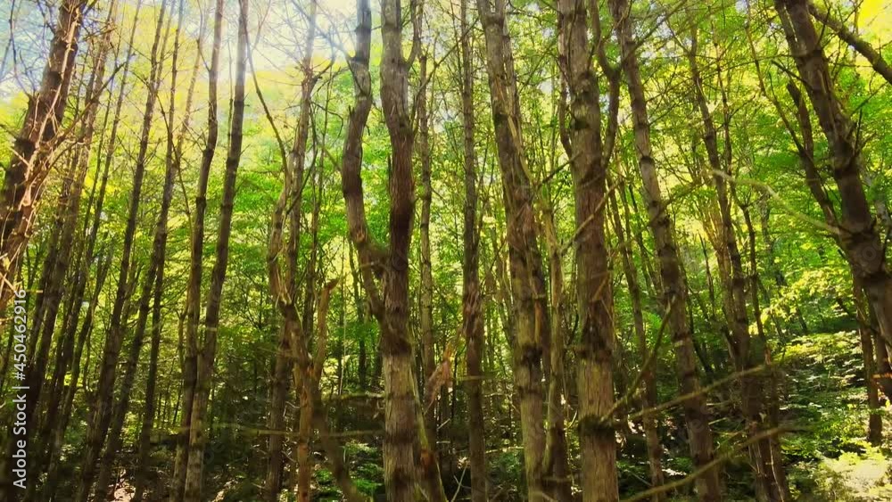 Drone slowly descending down a tall, ancient, green, beautiful forest during summer with golden light in 4k resolution. Nature background, Appalachian Mountains, Catskill Mountains, Hudson Valley, NY Drone slowly descending down a tall, ancient, green, beautiful forest during summer with golden light in 4k resolution. Nature background, Appalachian Mountains, Catskill Mountains, Hudson Valley, NY