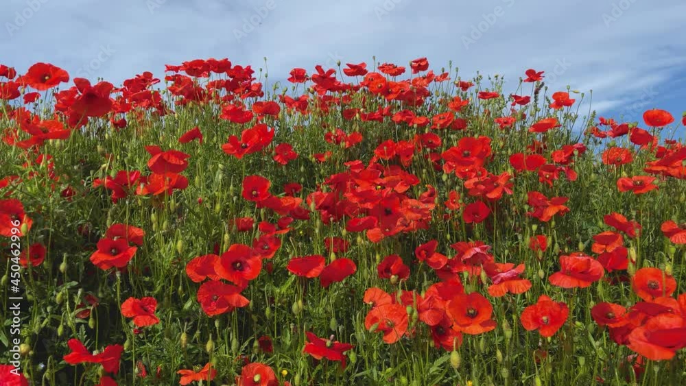 Wild red poppies spring season blue sky smooth glide Wild red poppies spring season blue sky smooth glide