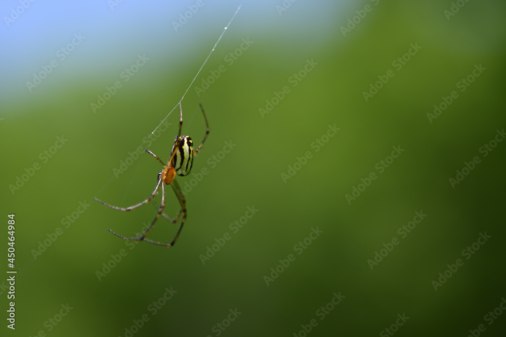 Spider with yellow and black stripe on its belly is on a thread against a blue sky and green background. Spider with yellow and black stripe on its belly is on a thread against a blue sky and green background.