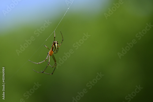 Spider with yellow and black stripe on its belly is on a thread against a blue sky and green background.