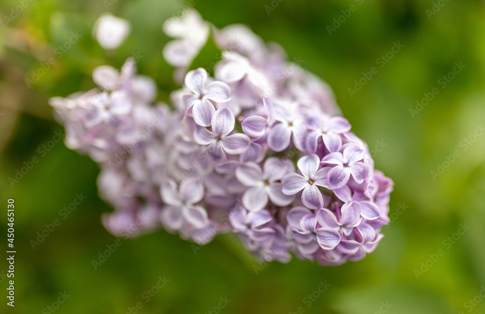 Beautiful lilac flowers in nature. Beautiful lilac flowers in nature.