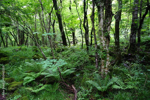 Fototapeta Naklejka Na Ścianę i Meble -  a lively dense forest in springtime