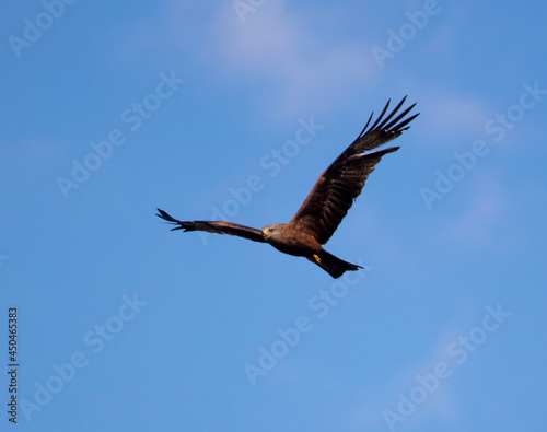 Eagle in flight against the blue sky.