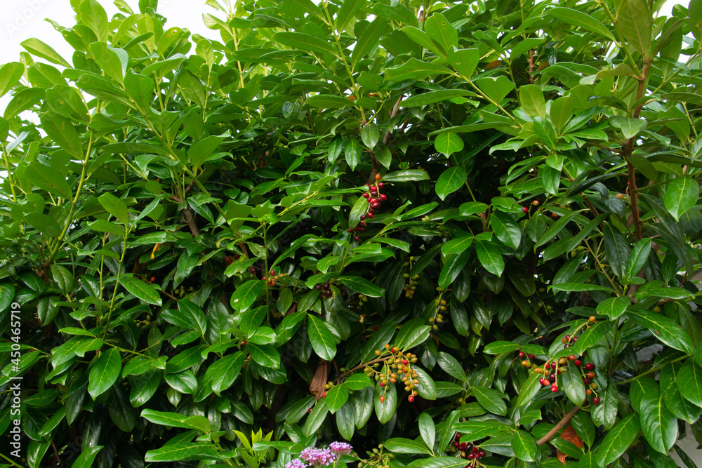 evergreen and toxic prunus laurocerasus hedge with fruits and green leaves