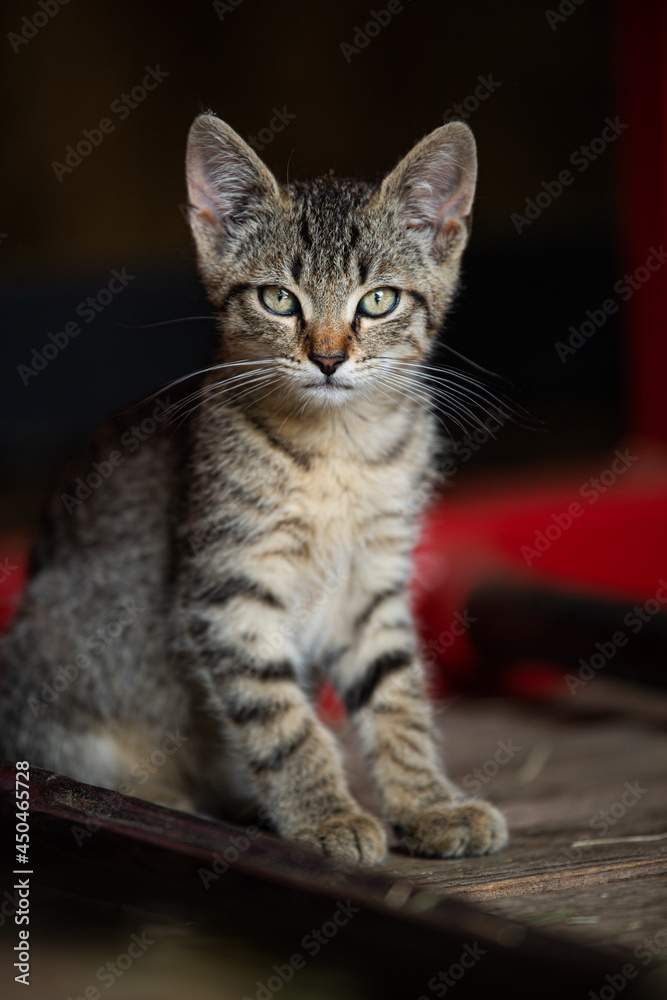 Tabby kitten looking to the camera