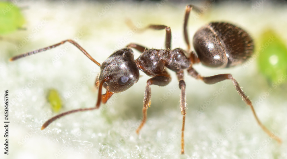 Close-up of an ant on a tree leaf. Close-up of an ant on a tree leaf.
