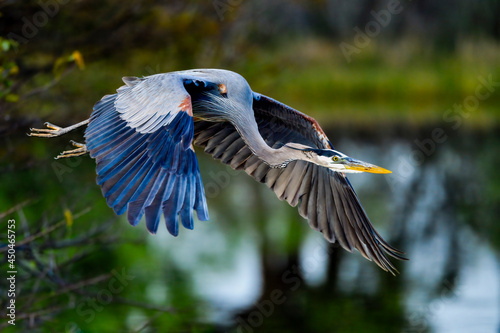 Great blue heron starts next nest building material gathering trip.