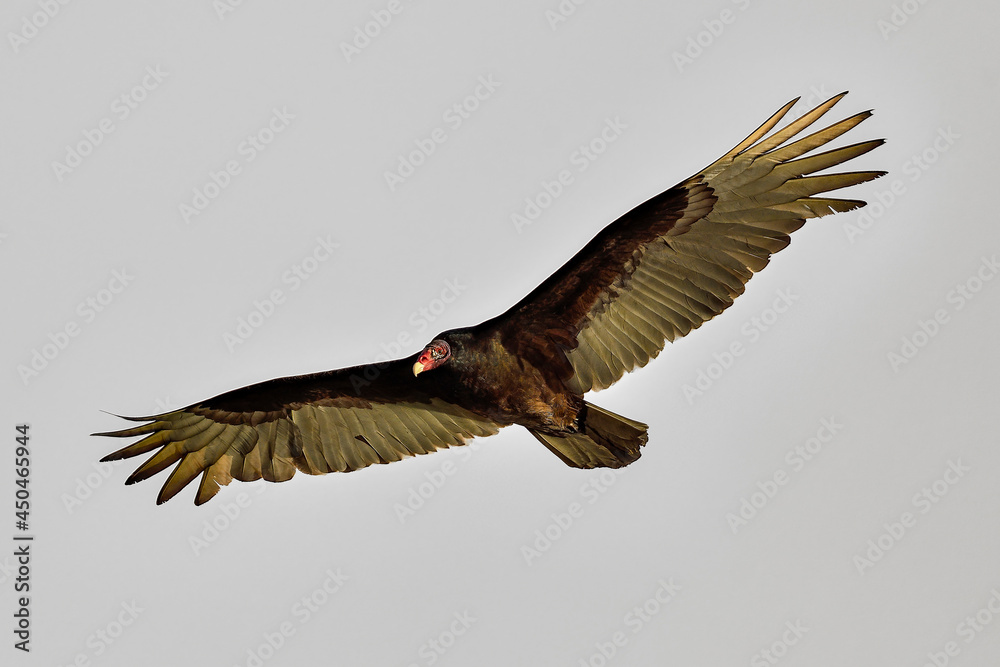 Obraz premium Turkey vulture flyover. It's always nice to watch these perfect gliders in the air flowing with the air currents,