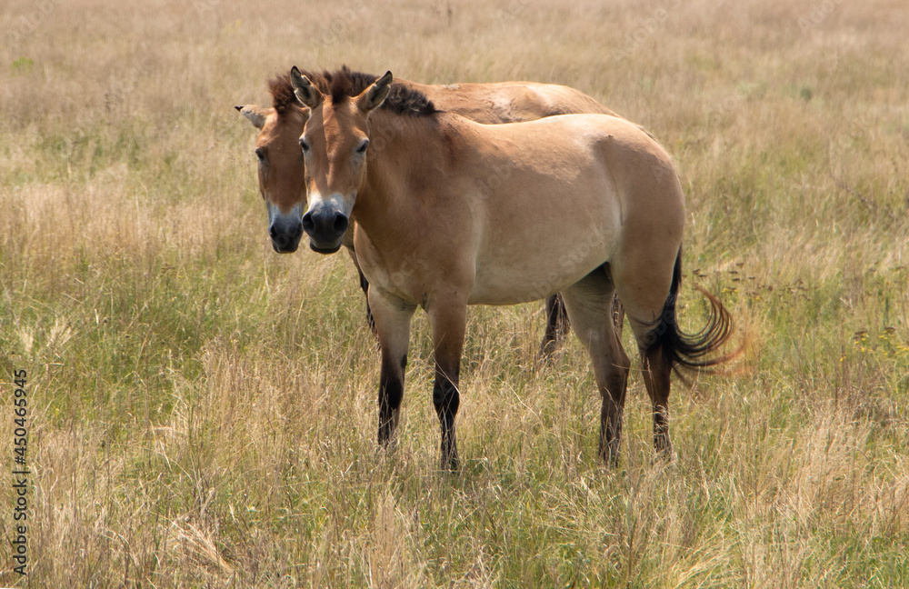  a pair of wild Przewalski horses. przewalskii in the steppe in the biosphere reserve. Rare wild animals. Two horses
