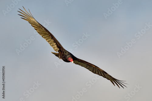 Turkey vulture flyover. It's always nice to watch these perfect gliders in the air flowing with the air currents