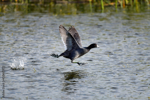 American Coot, it's all about speed