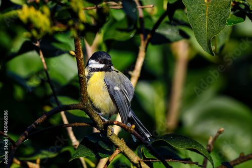 Great tit, warming up in morning sunlight.