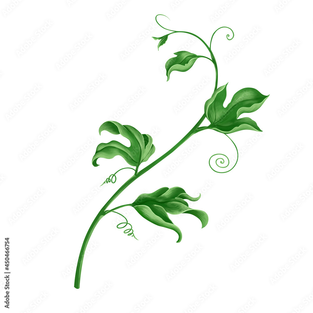 Obraz premium Green leaves branch of passion fruit with whit background, digital illustration