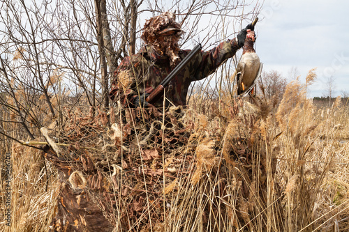 a hunter with a shot duck in his hands gets up from a camouflaged hideout photo