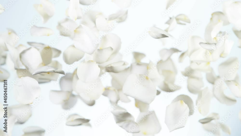 Super slow motion of flying rose petals on clear white background. Filmed on high speed cinema camera, 1000 fps.