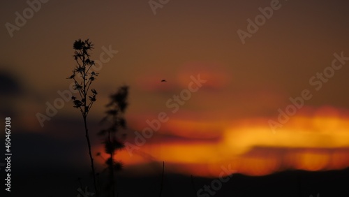 Dried plant against sunset sky