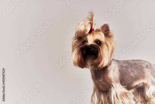 pedigree dog hairstyle for animals isolated background