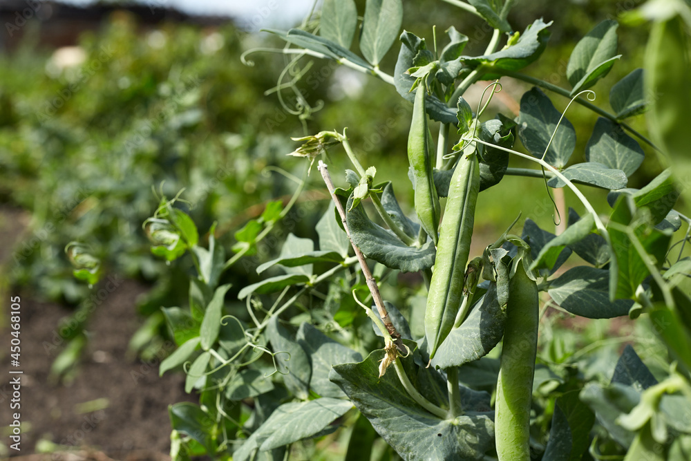 Photo of a pea stalk with growing pods of spiced peas Photo of a pea stalk with growing pods of spiced peas