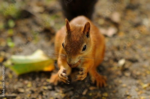 A squirrel with red fur and a fluffy tail eats nuts. Portrait of a squirrel holding a nut in its mouth. A beautiful and cute rodent in the forest. A bright red squirrel sits on the ground in the park.